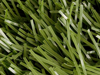 sports grass