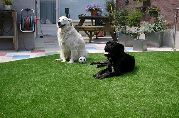 dog grass